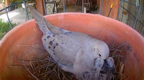 Mourning Doves feeding young with "crop milk". Tucson Arizona - YouTube