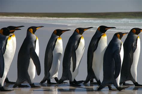 File:Falkland Islands Penguins 40.jpg - Wikimedia Commons