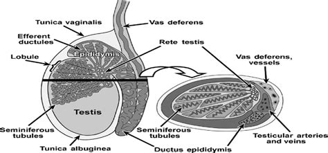 Imaging of the Epididymis : Ultrasound Quarterly