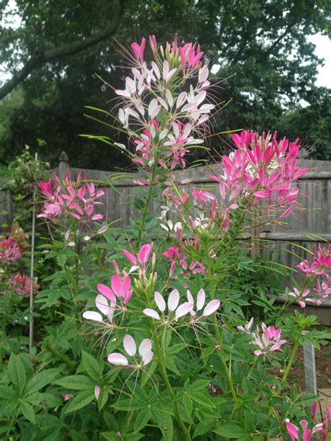 Cleome plant care how to grow the spider flower – Artofit