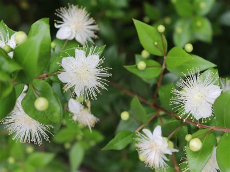 8 Impressive Benefits of Myrtle | Organic Facts