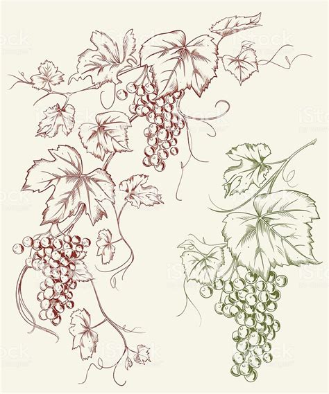 Grapevine Grape Line Art Drawing royalty-free grapevine grape line art drawing stock vector art ...