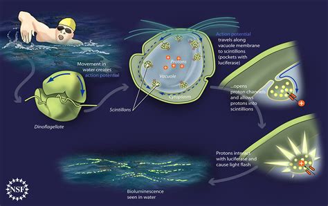 Bioluminescent Beasties Light Up California Beaches – National ...