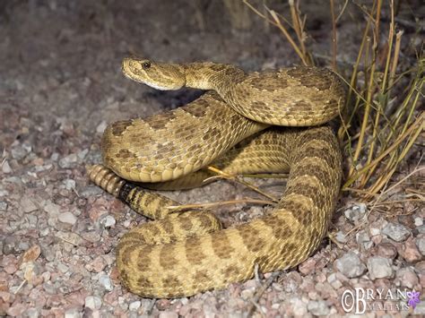 Prairie Rattlesnake, Colorado