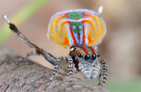 The Amazing Mating Dance of the Peacock Spider | Peacock photos, Spider, Beautiful bugs