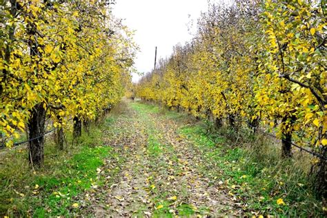 Premium Photo | Apple orchard in autumnimage of a