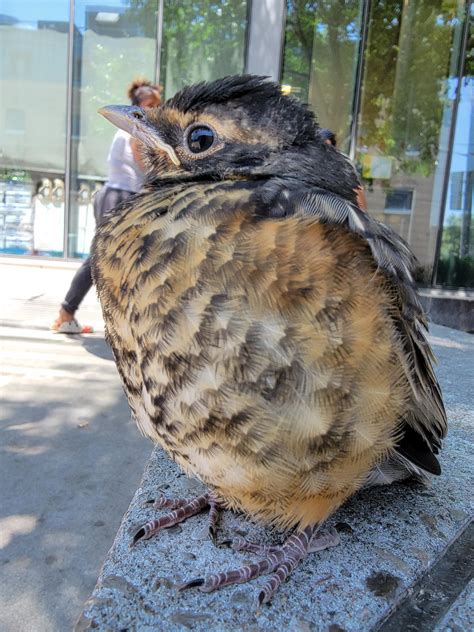 What is this bird? (Ontario) : r/whatbirdisthis