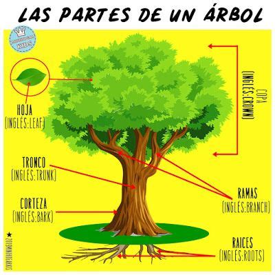 Lámina a color para aprender las partes de un árbol tanto en español como en inglés. | Partes ...