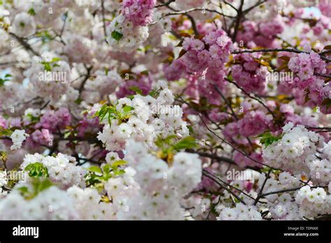 Japanese cherry blossoms Kyushu cherry blossoms Stock Photo - Alamy