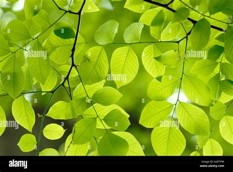 Elliptic yellowwood hi-res stock photography and images - Alamy