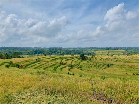 A Guide to the Jatiluwih Rice Terraces | Trekking, Map, Views & More!