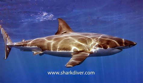 What's the difference between a Great White and a Tiger Shark? - SharkDiver