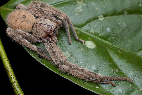 What Is the Largest Spider in the World? - WorldAtlas