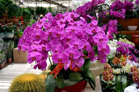 Bouquet Of Orchids Free Stock Photo - Public Domain Pictures