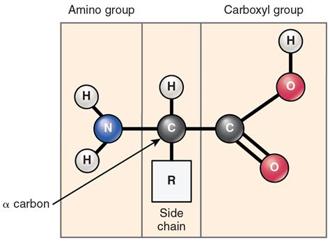 Organic Compounds Essential to Human Functioning · Anatomy and Physiology