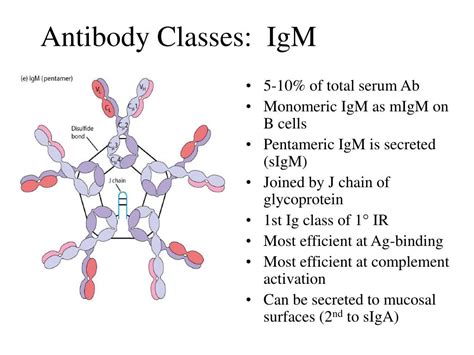 PPT - Antibody Classes: IgG PowerPoint Presentation, free download - ID ...