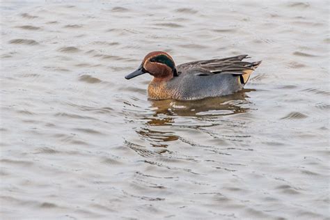 Eurasian Teal | Bubo Birding