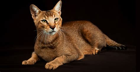 Chausie Cat Names - Over 150 of the Coolest and Cutest Choices