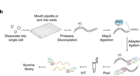 When your mouth pipetting skills are so good you list it is an alternative to a FACS machine for ...