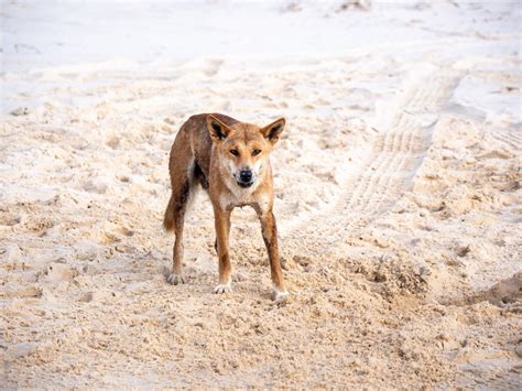 Fascinating Facts About Dingoes on Fraser Island | Queensland