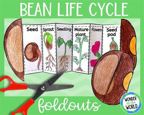 Life Cycle of a Bean Plant Foldable Kids' Craft Science Activity A4 and ...