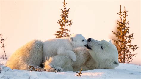 polar bear baby is playing with big bear on snow field during daytime ...