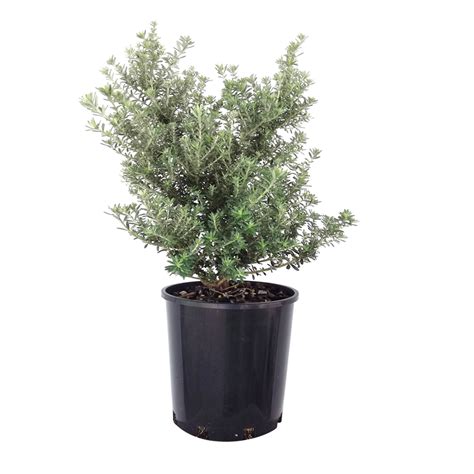 200mm Westringia Zena - Westringia fruticosa "Zena" | Bunnings Warehouse | Front yard, Plants, Range