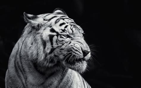 angry-tiger-animal-hd-wallpaper-1920×1200-3412 | Boodaism