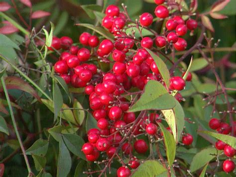 26 Types of Red Fruit Berries Growing on Trees and Shrub - EatHappyProject