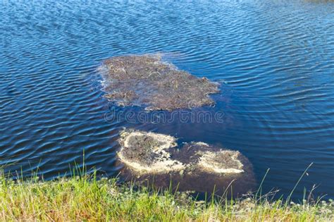 Grass and Water Pool, Peat Bog, Peat Formation in Bog Lake Stock Photo - Image of water ...