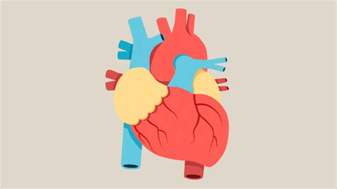 Circulatory System Gif - IceGif