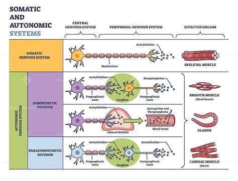 Somatic vs autonomic nervous system in detailed division outline diagram. Labeled educational ...