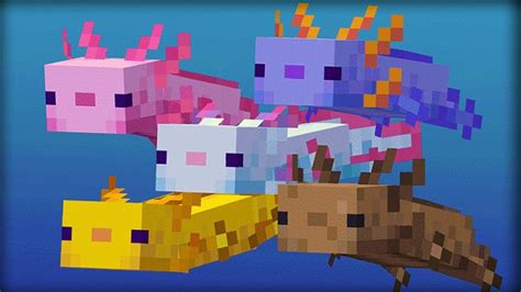 All Axolotl Colors in Minecraft