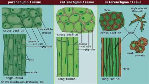 Diagram of Plant Cell Types | Quizlet