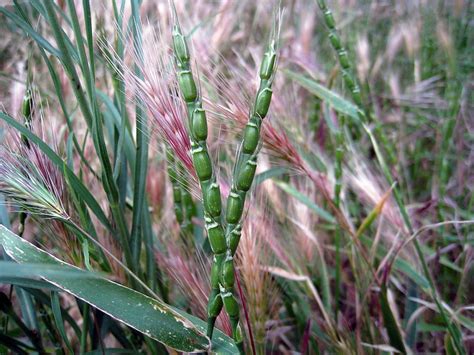 Wheat culture in Georgia, culture of wheat endemic species and landraces cultivation and ...