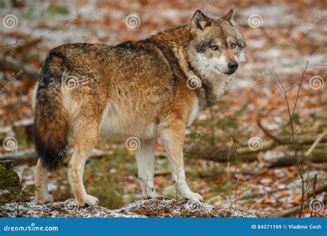 Eurasian Wolf in Nature Habitat in Bavarian Forest Stock Image - Image ...