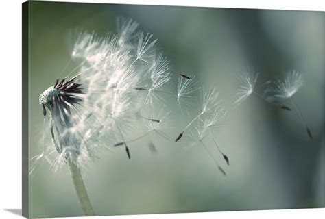 Seeds of dandelion blowing in wind France. | Wall art prints, Canvas ...