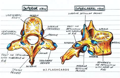 Bone Anatomy Flashcards PDF - Etsy Canada