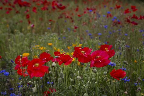 Colors of Spring in the Palouse | The wild flowers were ever… | Flickr