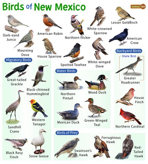 List of Common Birds Found in New Mexico – Facts with Pictures