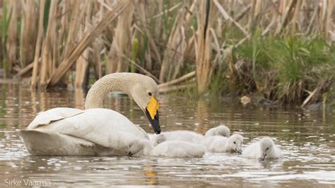 Whooper swan family. (Cygnus cygnus) | Laulujoutsenperhe, | Sirke Vaarma | Flickr