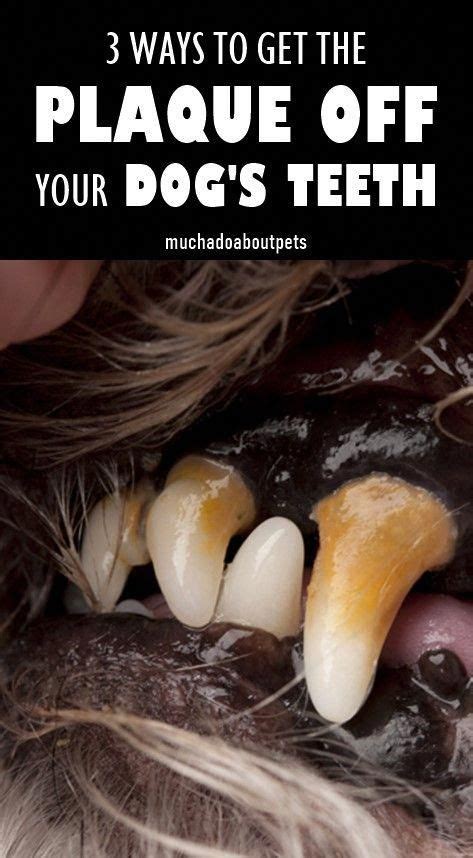 How to Keep Your Dog's Teeth Clean in 2020 | Dog teeth, Dog teeth ...