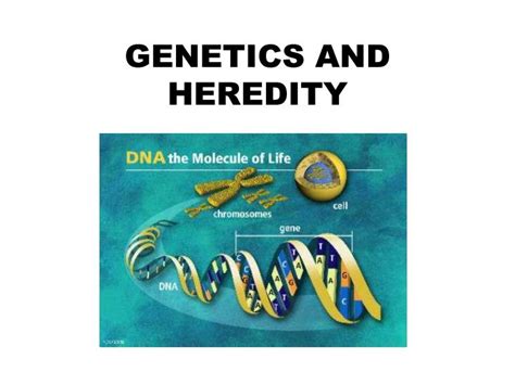 PPT - GENETICS AND HEREDITY PowerPoint Presentation, free download - ID ...