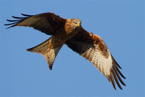 Walk in Kilmagig Woods, Avoca followed by Red Kite Roost Watch ...