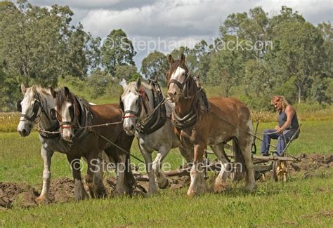 Farm animals and farming in Australia, including unusual livestock