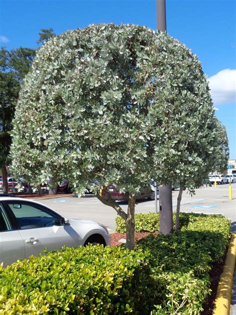 Column: Silver buttonwood – a landscape silver lining | News | yoursun.com