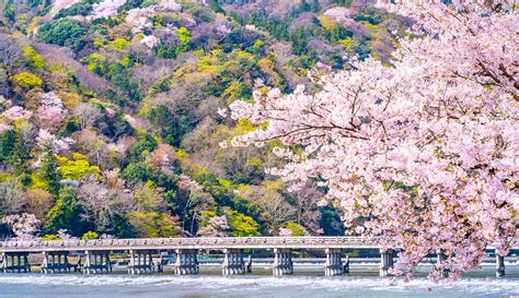 20 Best Kyoto Cherry Blossom Spots (Sakura Hanami Top Tips)