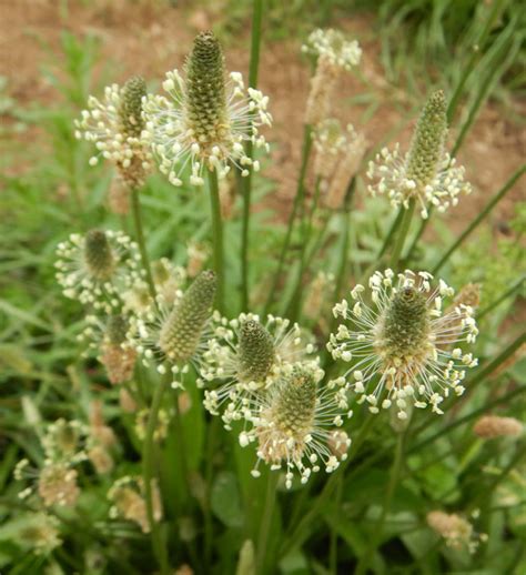 Plantago Plantain