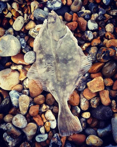 Fish Hooked: Plaice Fishing. Hastings