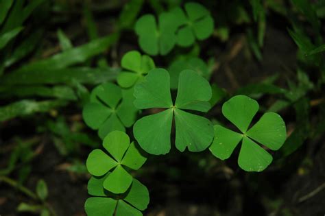 Marsilea crenata (Marsileaceae) image 30888 at PhytoImages.siu.edu